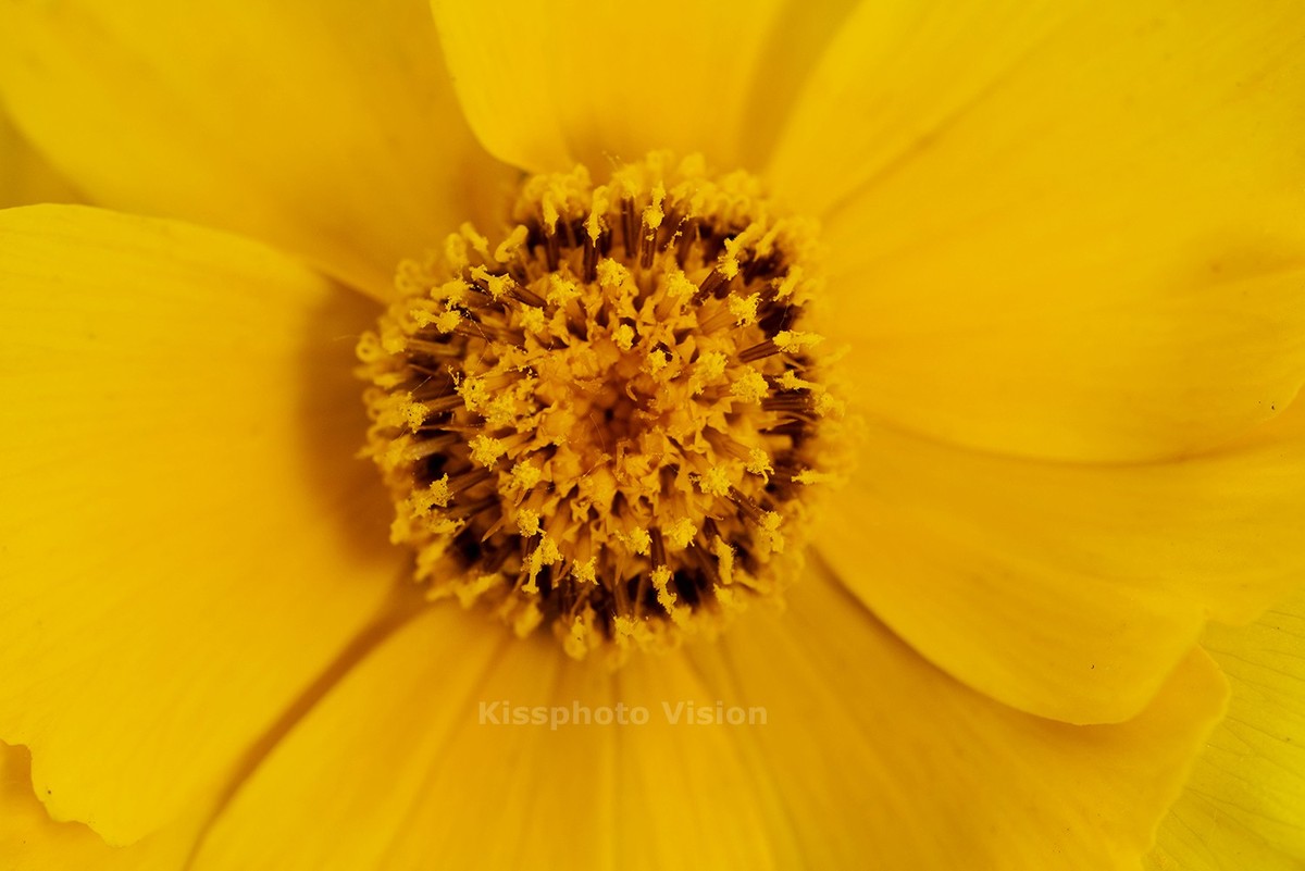 玩出微距新高度—美科MK-MT24閃光燈體驗(yàn)