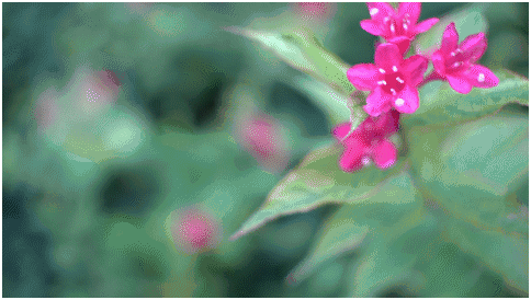 精細調(diào)焦與馥郁色彩 美科25mm f1.8鏡頭評測