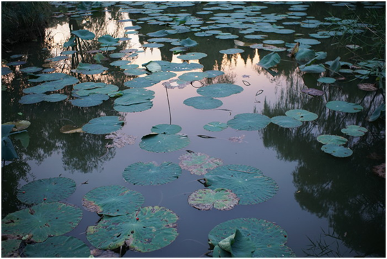 精細調(diào)焦與馥郁色彩 美科25mm f1.8鏡頭評測